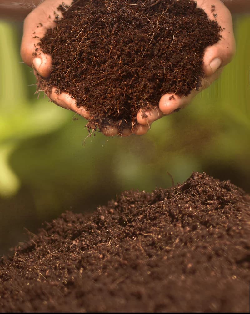 Unlock the Power of Cocopeat
